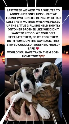 🐶🐶 Two Puppies, One Heart ❤️