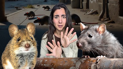 Che differenza c’è tra ratti e topi: dove si nascondono e come evitare che entrino in casa