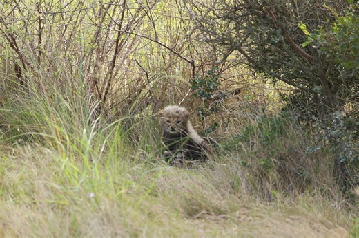 Cheetah Mother and 4 Cubs To Be Rewilded After Life-Saving Surgery