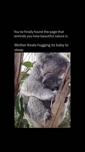 Exploring the Beauty of Nature on Instagram: "Follow @Wonderzofthewild for the softest moments in nature. A mother koala hugging its baby to sleep. Curled up high in the branches, the mother wraps her arms gently around her little one, pulling the tiny joey close against her chest. Safe, warm, and completely at ease, the baby drifts into sleep, listening to the steady rhythm of its mother’s breathing. There’s no rush, no noise, just quiet comfort and unconditional love shared in the stillness of