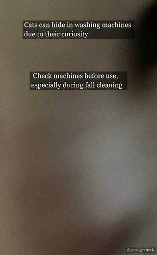 Curious Cats & Washing Machines 🐱 | PetAgeCheck