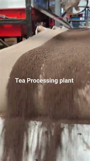 Tea Processing plant #travel