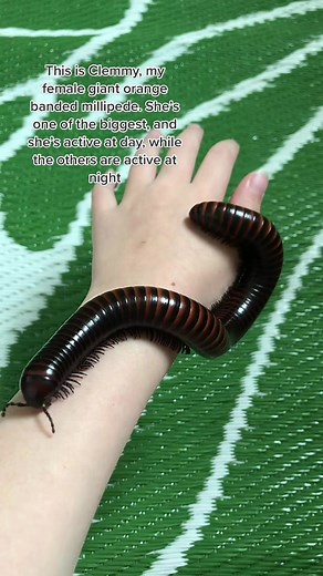 Exploring the Fascinating Giant Millipede World