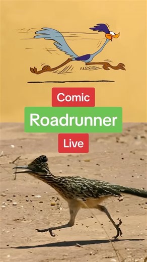 Çılgın Fizikçiler ve Bilim İ🔭🔬 on Instagram: "Roadrunner (Geococcyx californianus), guguk kuşugiller (Cuculidae) familyasından, özellikle Amerika’nın güneybatısında ve Meksika’da yaşayan hızlı bir kara kuşudur. Uzun bacakları, güçlü pençeleri ve karakteristik uzun kuyruğu vardır. Ortalama 50–60 cm boyunda olup kahverengi-beyaz desenli tüyleri sayesinde çevresine uyum sağlar. Saatte 30 km’den fazla hızla koşabilmesiyle ünlüdür. Hem böcekler, küçük sürüngenler, kemirgenler, hem de yılanlarla bes