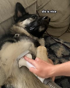 *no Jax's were harmed in the making of this video* have you ever vacuumed your dog? BuzzFeed producer Spenser (@thirdpea) found a product that every super-shedder's paw-rent needs! It's SO worth it. | BuzzFeed Animals