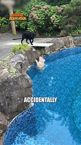 A Curious Dog Slips into the Pool but Swims Calmly to Safety #DogLife #MasterSwimmer #FunnyPets #PoolTime #PetAdventures #DoggosOfFacebook #AnimalBehavior #DogLovers #PetRescue #FurryFriends | Animals Behavior