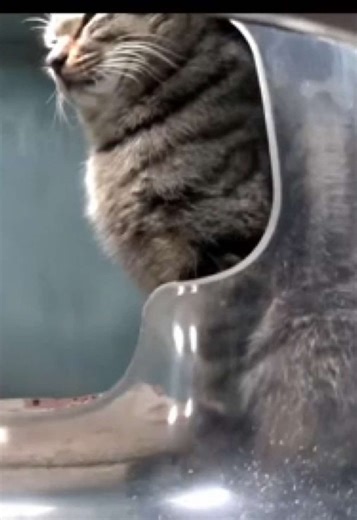 Please help feed these fur babies , the app is available in the app store☺️❤️ #purrrr #purrrrapp #straycats #fyp