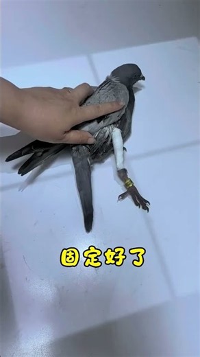 Pigeon with broken wing, not even safe flying anymore