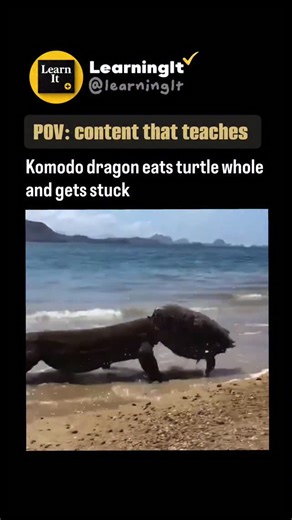 Komodo dragons are powerful predators with strong jaws and sharp, serrated teeth that allow them to eat almost any animal they catch — including turtles. When hunting a turtle, the Komodo dragon uses its immense bite force to crush the shell or wedge its teeth into the cracks to tear it apart. Their saliva, loaded with bacteria and venom, helps weaken prey quickly. Even though turtle shells are tough, the Komodo dragon’s persistence and strength make it one of the few animals capable of breaking