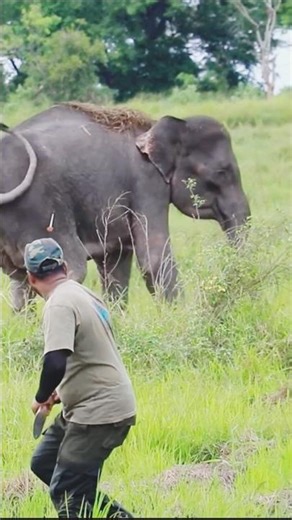 The Extraordinary Ways Humans Are Treating Wild Elephants
