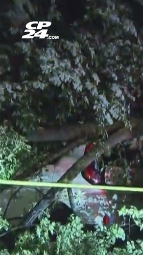 Crews respond after large tree collapses on two parked cars causing road closures