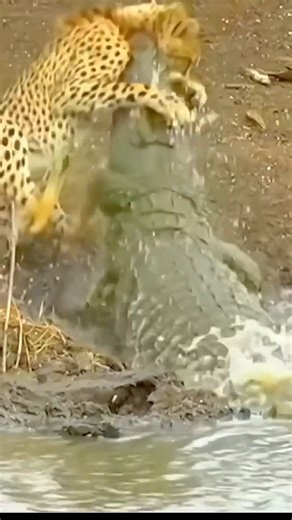 Cheetah vs Crododile... | Aj Kenya Safaris Ltd