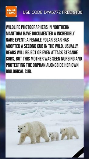Polar Bear Adopts Cub in Wild