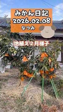 🍊【地植え『なつみ』の２月の様子】2026.02.08 #栽培 #shorts #みかん