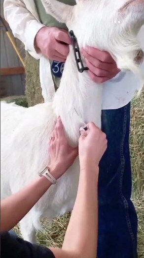 Intravenous injection in goat l intravenous injection l goat injection site l How to give injection