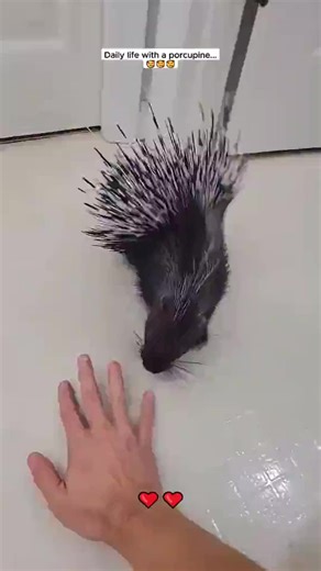 Adventures of Living with a Baby Porcupine | I Love Dogs