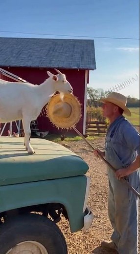Goat Steals Farmer’s Hat! 🧢🐐 | Funniest CCTV Clip Ever #funnyanimals #funny #sheepfarming