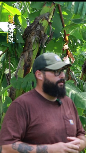 🌱 Welcome to everoakfarm🥬 Where sustainable farming meets community! Their 3-acre slice of paradise is just outside Orlando. They grow everything from bananas to turmeric using agroforestry techniques that work WITH nature, not against it. No sprays. No shortcuts. Just pure ecological farming that lets Mother Nature do her thing! 🌿 Want to be part of their growing community? Hit the link to learn more ➡️ https://www.clickorlando.com/insider/2025/10/08/the-ultimate-farm-to-table-story-how-an-o