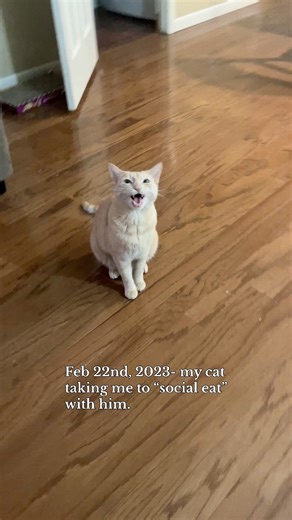 I filmed this video one week after we went viral. Still had no idea what I was doing, and yes, my cats food bowl is on top of a Twister box. Early in Jack’s and my relationship I learned that he wanted me to sit with him while he ate. I googled it, and it’s called “social eating” and it just means your cat feels more comfortable with you watching over them while they eat. It could be for safety, and it could be that you’re their favorite person and they want to share this time with you. Does you