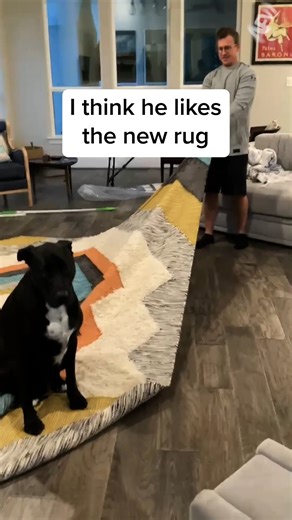 It really ties the room together! 🤣 #afv #dogs #cute | America's Funniest Home Videos