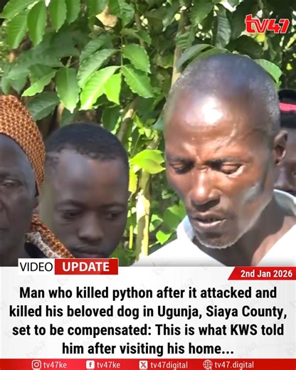 186K views · 3.7K reactions | Man who killed python after it attacked and killed his beloved dog in Ugunja, Siaya County, set to be compensated: This is what KWS told him after visiting his home... | TV47 Digital | Facebook