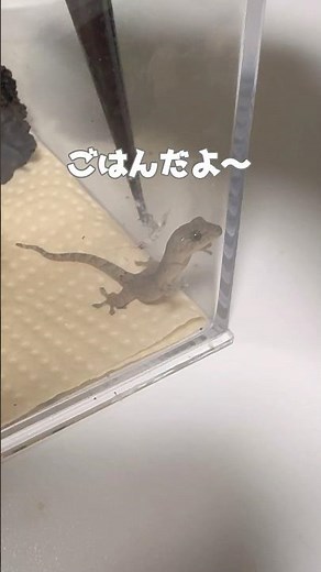 赤ちゃんヤモリの餌やり(やかましい)#餌やり#ニホンヤモリ#ヤモリ#生き物#飼育#かわいい