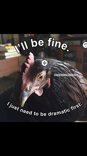 #dramatic | Chickens Rule the World