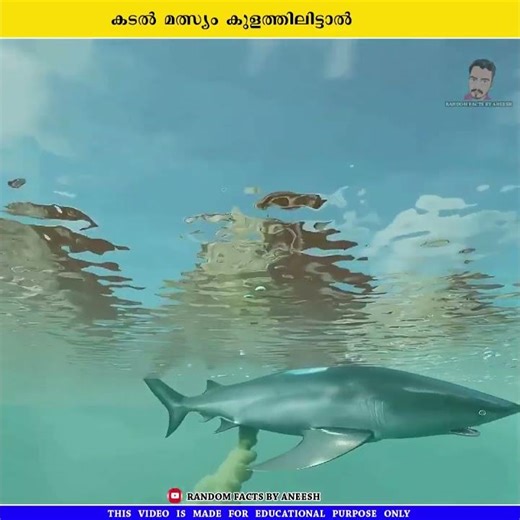 കടൽ മത്സ്യം കുളത്തിലിട്ടാൽ #shorts