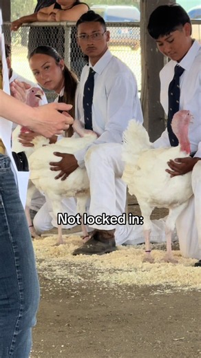 Show turkeys. As intense as it gets.🦃 @Dadson Farms #stockshowkid #livestockshow #showpigs #youcanasktheflowers #fyp