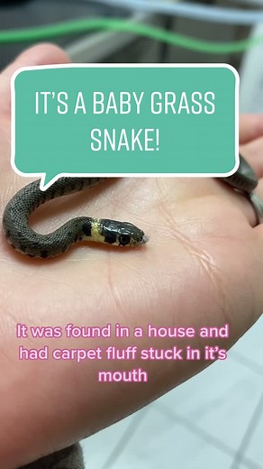 It’s a baby Grass Snake! #britishwildlife #catthevet #fyp #veterinarian #vetsoftiktok