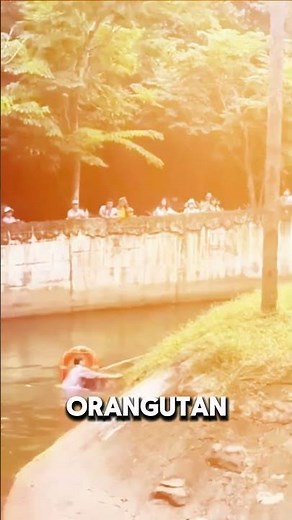 This Hero Saves Drowning Orangutan
