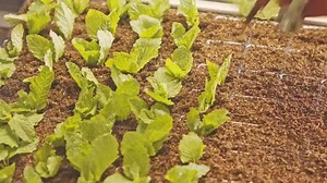 Robots and vertical fields will transform agriculture