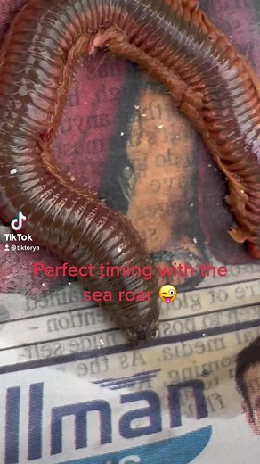 Unbelievable Alien-Like Creatures Found in the Sea