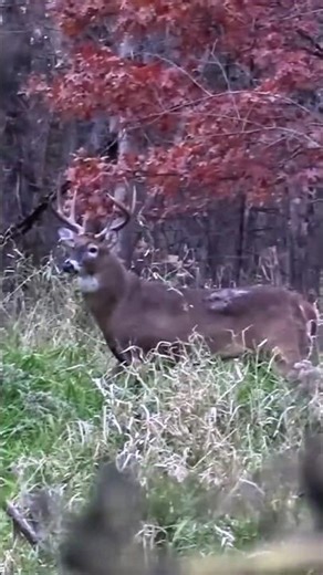 Heart-Stopping Buck Hunt – One Perfect Shot#BuckHunting#shorts #BigBuck#TrophyBuck #WhitetailBuck