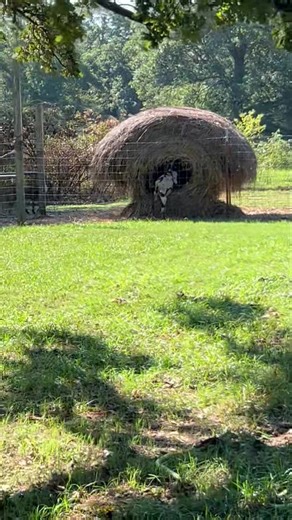 Cream O' the Crop on Reels | Facebook