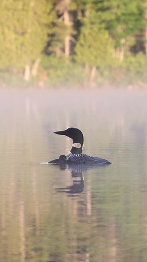 20K views · 1.5K reactions | Common loon and chick in Maine | Harry Collins Photography | Facebook
