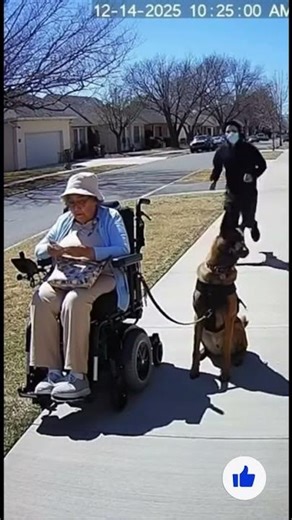 Robber Attacks Elderly Woman — Dog Reacts Instantly (CCTV)