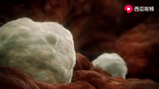 生命的奥秘-胚胎的发育过程