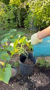 4.9K views · 99 reactions | Repotting my scallop squash into larger containers to give to my mother-in-law.☀️✨ | Che Thompson | Facebook