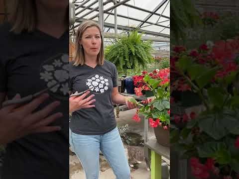 How To Trim Your Dragonwing Begonias!
