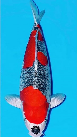 Japanese Koi: Goshiki (Nishikigoi)