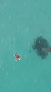 26K views · 438 reactions | A perfect example of how turtles use their shells for defence against predators. : @dylan.dehaas https://www.instagram.com/dylan.dehaas/ - #turtle #turtles #shark #sharks #tigershark #natureismetal #circleoflife #oceansnation #oceanlife #Australia #dronevideo #wildnature | Diving Specials | Facebook