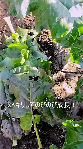 ブロッコリーの葉を整える理由と方法！健康管理のコツ #家庭菜園#ブロッコリー