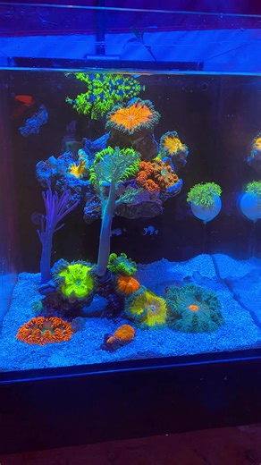 Debate on Keeping Rock Flower Anemones in Reef Tanks