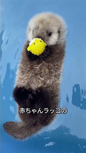 赤ちゃんラッコが可愛すぎる理由