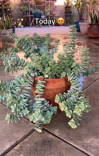 #stitch with @𝒮𝑜𝒻𝒾’𝓈 𝒫𝓁𝒶𝓃𝓉𝓈 🌱 I posted this “Propagate String of Buttons” tutorial back in Novermber of 2022! This is the biggest pot of String of buttons (Crassula perforata) that I’ve had so I have NO idea how much bigger it can possibly get! I guess we’ll see 🤷🏽‍♀️ #StringOfButtons #Propagate #CrassulaPerforata #Plants #PlantLady #PlantsWithSofi