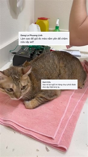 Châm cứu là một phương pháp trị liệu nhẹ nhàng nhưng rất hiệu quả 👌 Acupuncture for pets is a gentle yet profoundly effective adjunct to traditional veterinary medicine 👌 #pet #vet #acupuncture | Animal Doctors International - Vietnam