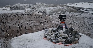 Wanted: volunteers to count Antarctic penguins – Australian Antarctic Program (News 2014)