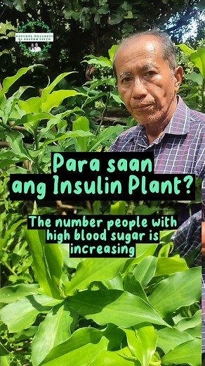 Insulin Plant: Herbal Remedy for Blood Sugar