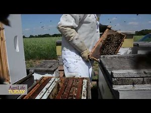 New A&M sweet clover variety – Silver River Sweet Clover – paradise for pollinators